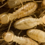 How to Prepare for Termite Tenting in San Diego