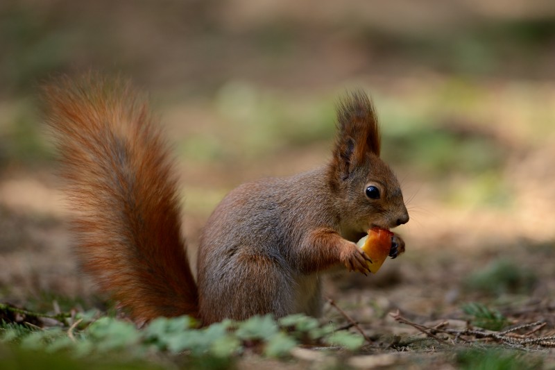 The Importance of Professional Squirrel Removal in Columbus OH When the Animals Move Indoors