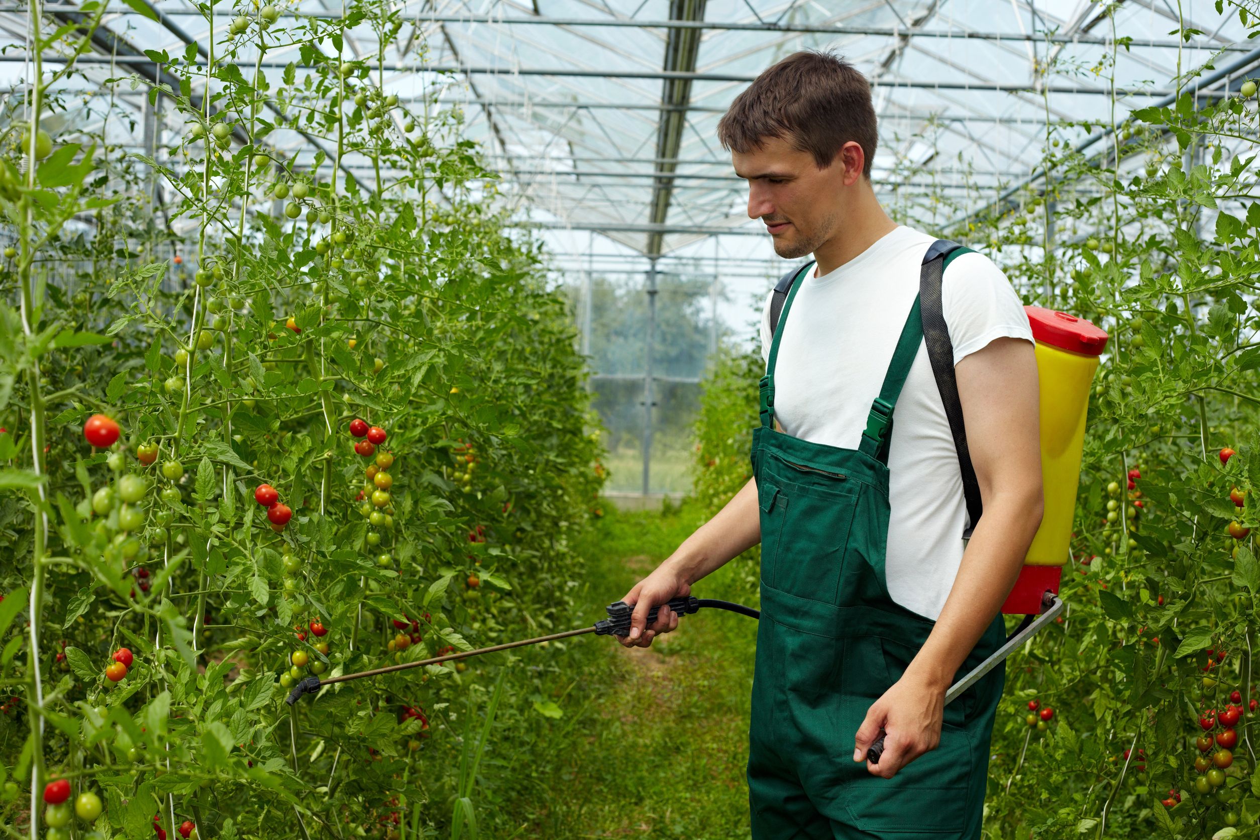 Helpful Tips for Weed Control in Spokane