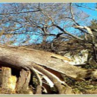 Why to Hire a Professional for Tree Removal in Fairfield, Connecticut
