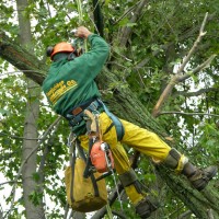 Hire a Tree Company in Somerville to Trim Excess Tree Branches