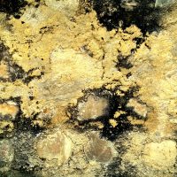 Do You Have Mold On Your Main Line?