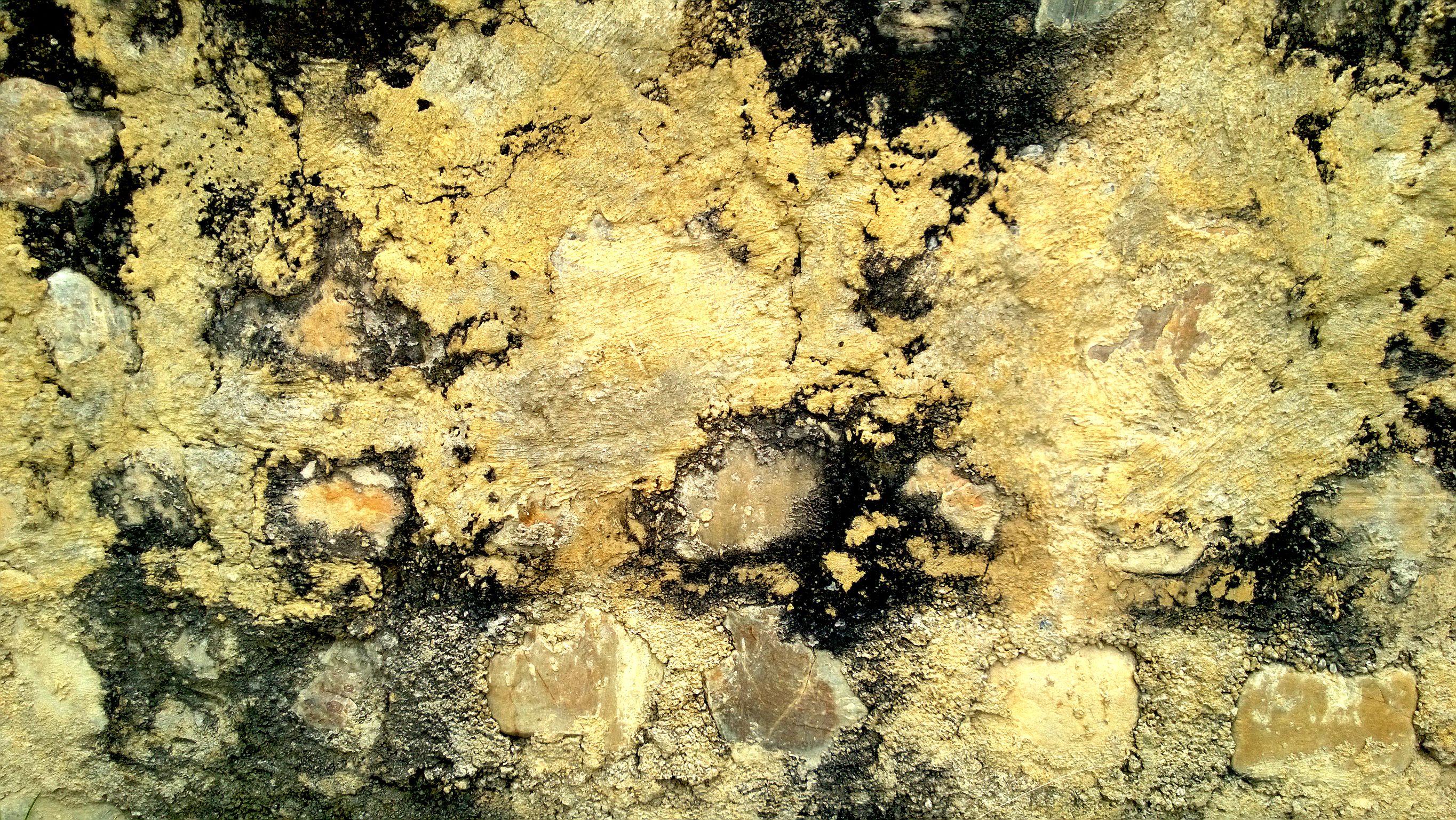 Do You Have Mold On Your Main Line?