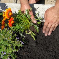 Three All Natural Methods For Weed Control in Spokane