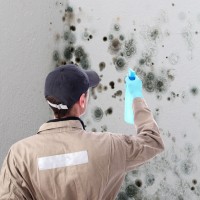 Effective Ways of Minimizing or Eliminating Mold Damage