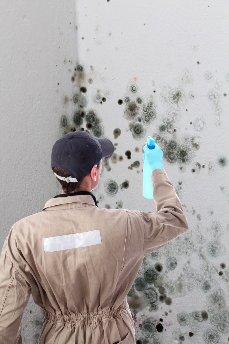 Effective Ways of Minimizing or Eliminating Mold Damage