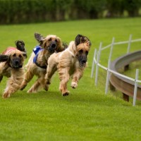 Is It Safe to Leave Your Dog at a Dog Daycare?
