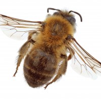 What You Should Know About Ground Bee Control in Pittsburgh, Pennsylvania