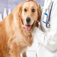 Ensure a Healthy Pet With Superior Pet Medical Care in Richmond TX