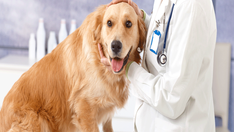 Ensure a Healthy Pet With Superior Pet Medical Care in Richmond TX