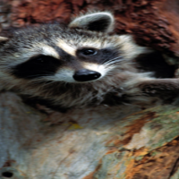 The Why and How of Raccoon Removal in Columbus, OH
