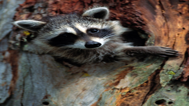 The Why and How of Raccoon Removal in Columbus, OH