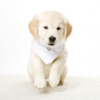 Life Too Busy For Fido? Hire a Denver Dog Walker