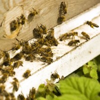 Pest Control in Baltimore MD Eliminates The Problem
