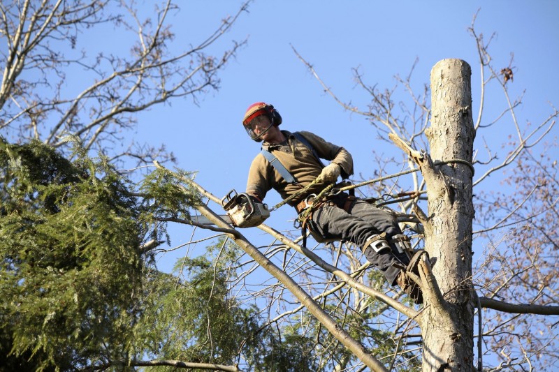 Frequently Asked Questions About Tree Pruning In Bronx NY For Unhealthy Trees