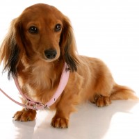 What to Look For When Arranging for a Dog Boarding