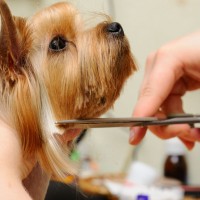 Picking the Right Vet for Your Pet