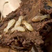 When To Call Insect Control in Pittsburgh, PA For Yellow Jackets