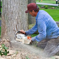 Using A Company Doing Tree Removal in Fairfield Connecticut To Move A Fruit Tree