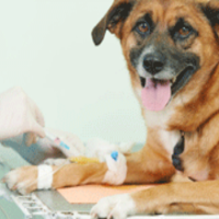Understanding More About the Services Offered at the Local Animal Hospital in Millersville