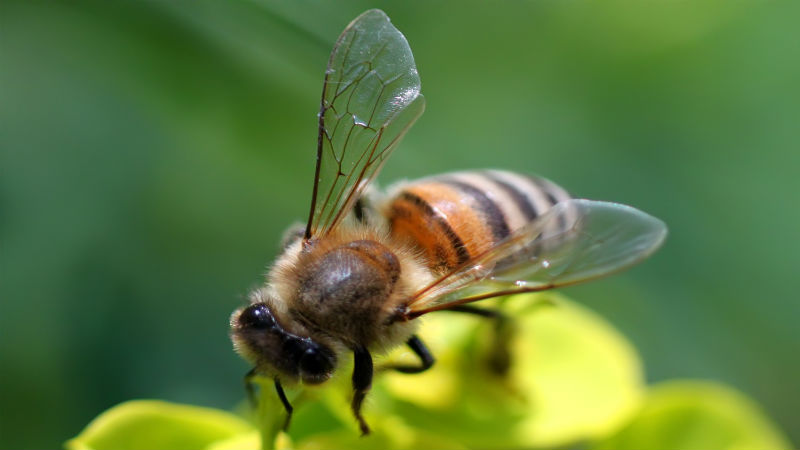 Stay Safe From a Honey Bee Swarm in Dublin OH