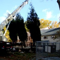 Hire a Tree Service in Fairfield Connecticut for a Beautiful Tree