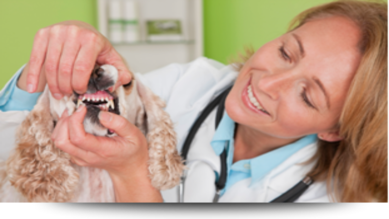 Reasons To Visit A Pet Dentistry In Barnegat, NJ