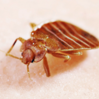 Hire Bed Bug Exterminators in NYC for a Job Well Done