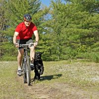 3 Benefits of Paying for a Dog Walking Service