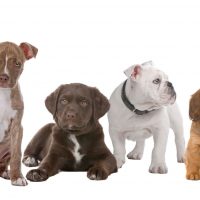Benefits Of Bringing A Dog To A Doggy Day Care In Omaha NE