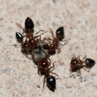 Signs of an Infestation of Carpenter Ants in Jackson, NJ