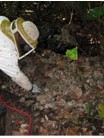 Safety Concerns during Hornet Removal in Pittsburgh, PA
