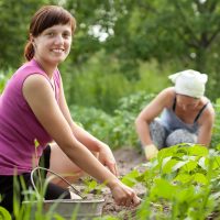 Why so Many People Opt for Professional Lawn Care in Milwaukee, WI