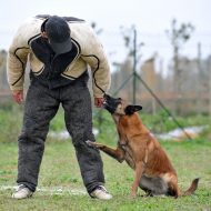 Reasons to Seek Professional Pet Training in Alexandria, VA