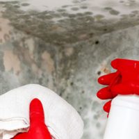 What Can You Expect From Mold Remediation in Ashburn VA?