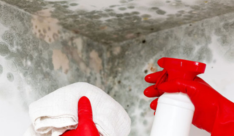 What Can You Expect From Mold Remediation in Ashburn VA?