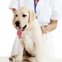 Professional Vet Services in Gulfport, MS Provide the Peace of Mind You Deserve