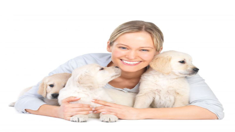 Give Animals a Chance: Utilizing Pet Training in Alexandria VA for Non-Social Dogs