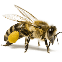 Why A Homeowner Should Leave Honey Bee Control In Pittsburgh To A Professional?
