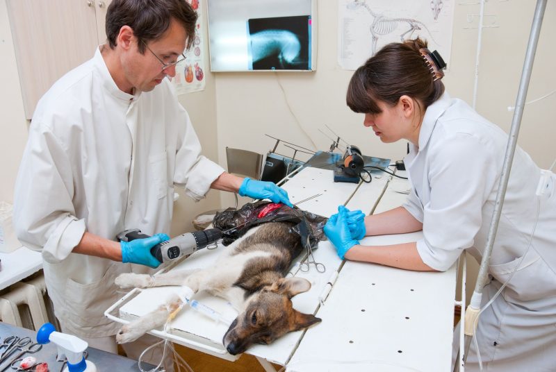 Services that Can Be Received by a Veterinarian in Bowie, Maryland