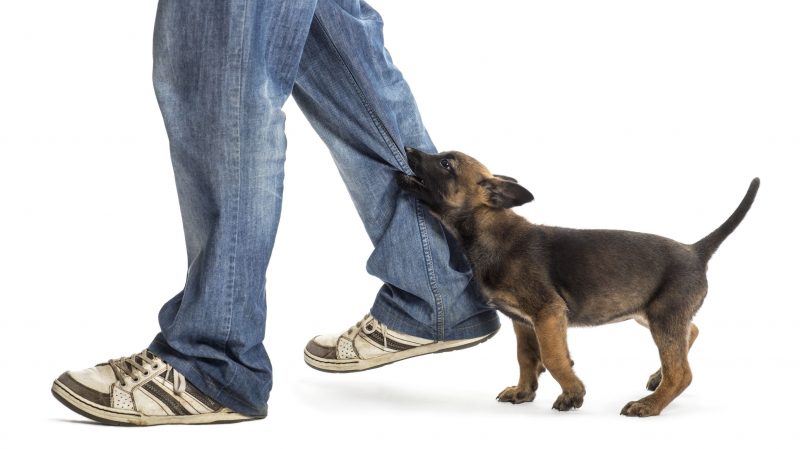 Examining Dog Attack Cases With An Injury Lawyer In Medford, MA