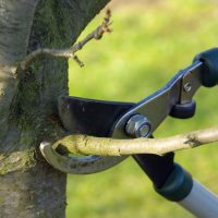 Benefits of Hiring A Professional Tree Service In Boston