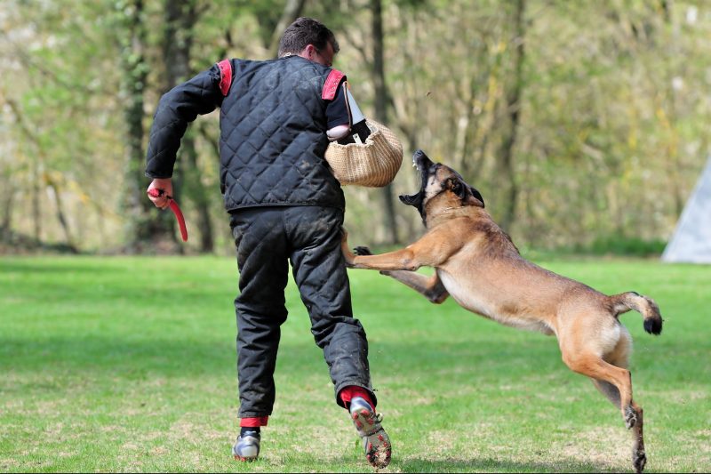 What To Expect When A Dog Comes Home From A Facility That Provides Dog Boarding In Chicago