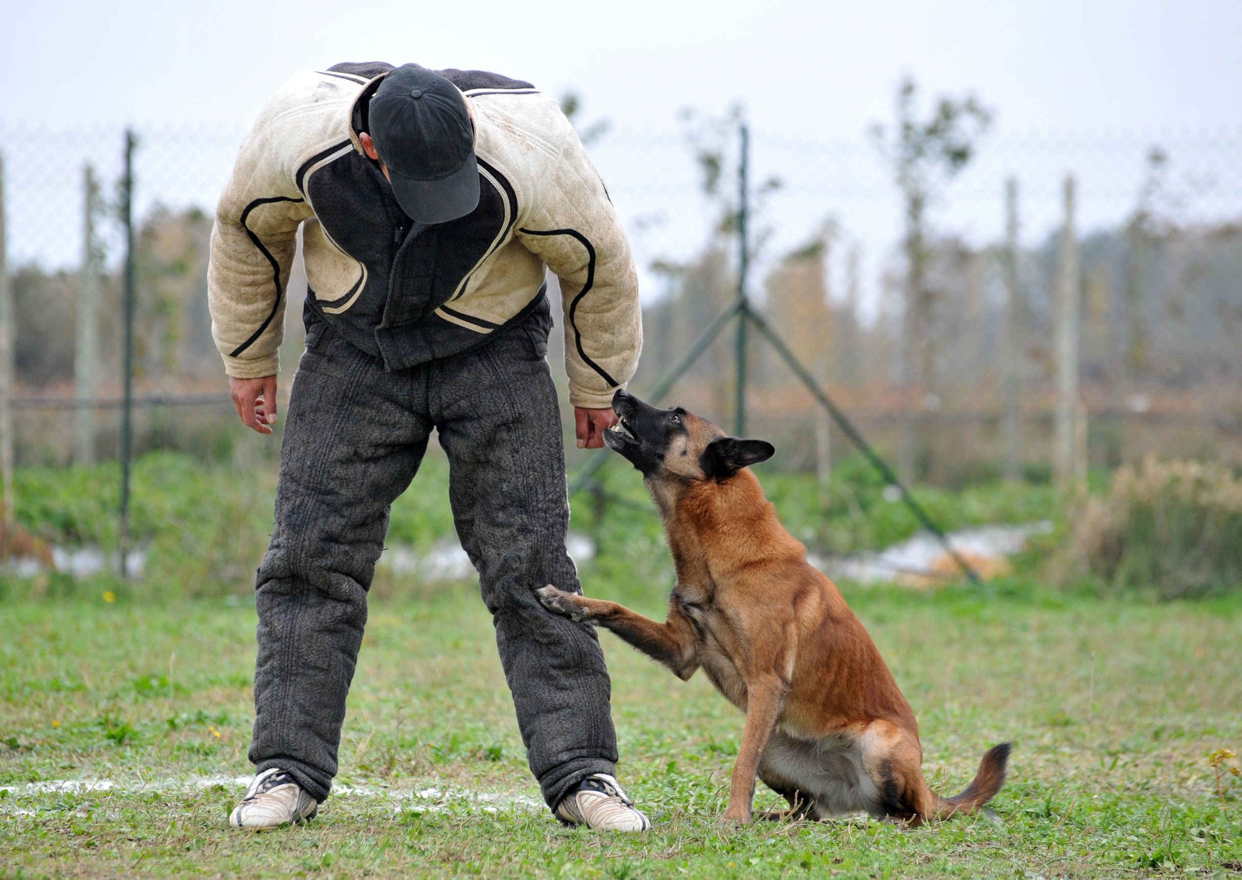 Tips for Dog Training in Timonium, MD