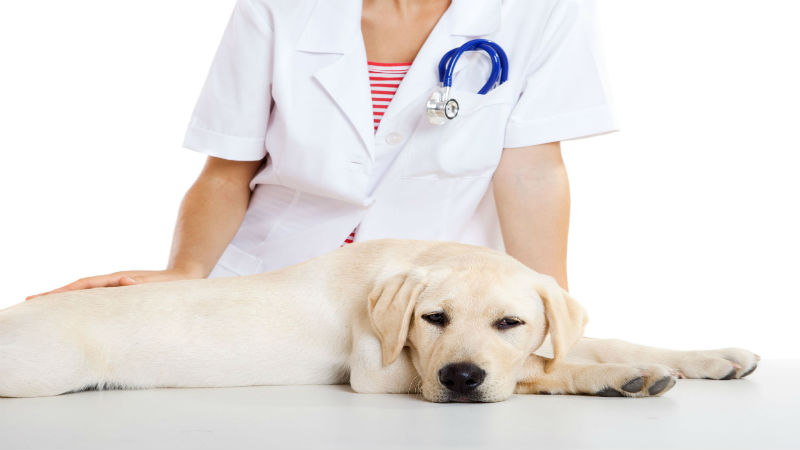 Should You choose a Holistic Vet Clinic?