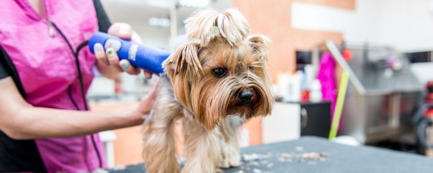 Three Things Groomers Want Pet Owners To Know About Puppy Grooming In Alexandria, VA