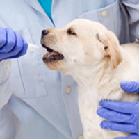 Keep Your Pet in Good Health with the Help of a Great Animal Clinic in Richmond, TX