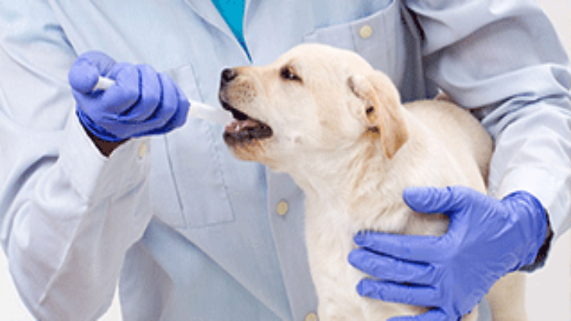 Keep Your Pet in Good Health with the Help of a Great Animal Clinic in Richmond, TX