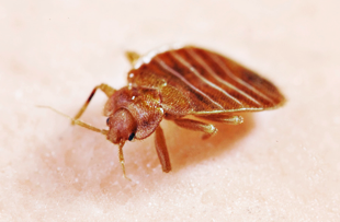 How To Get Ready For Bed Bug Preparation In Queens
