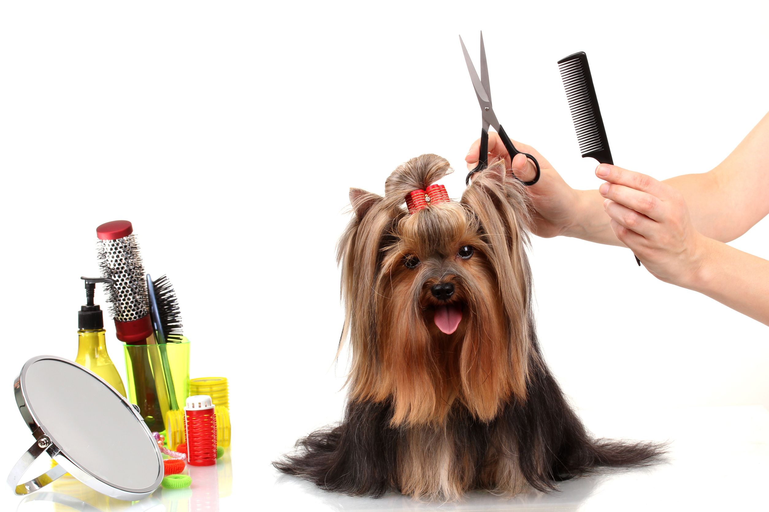 Should Dog Groomers in Alexandria VA be Experienced in Different Breeds?